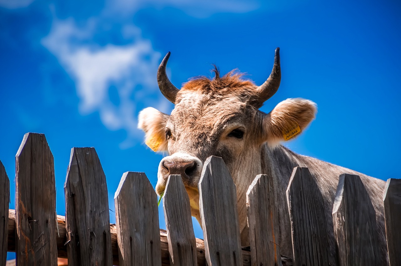 脫難江流來國土，承恩人戒轉(zhuǎn)山林——解讀生肖動物之象征意義