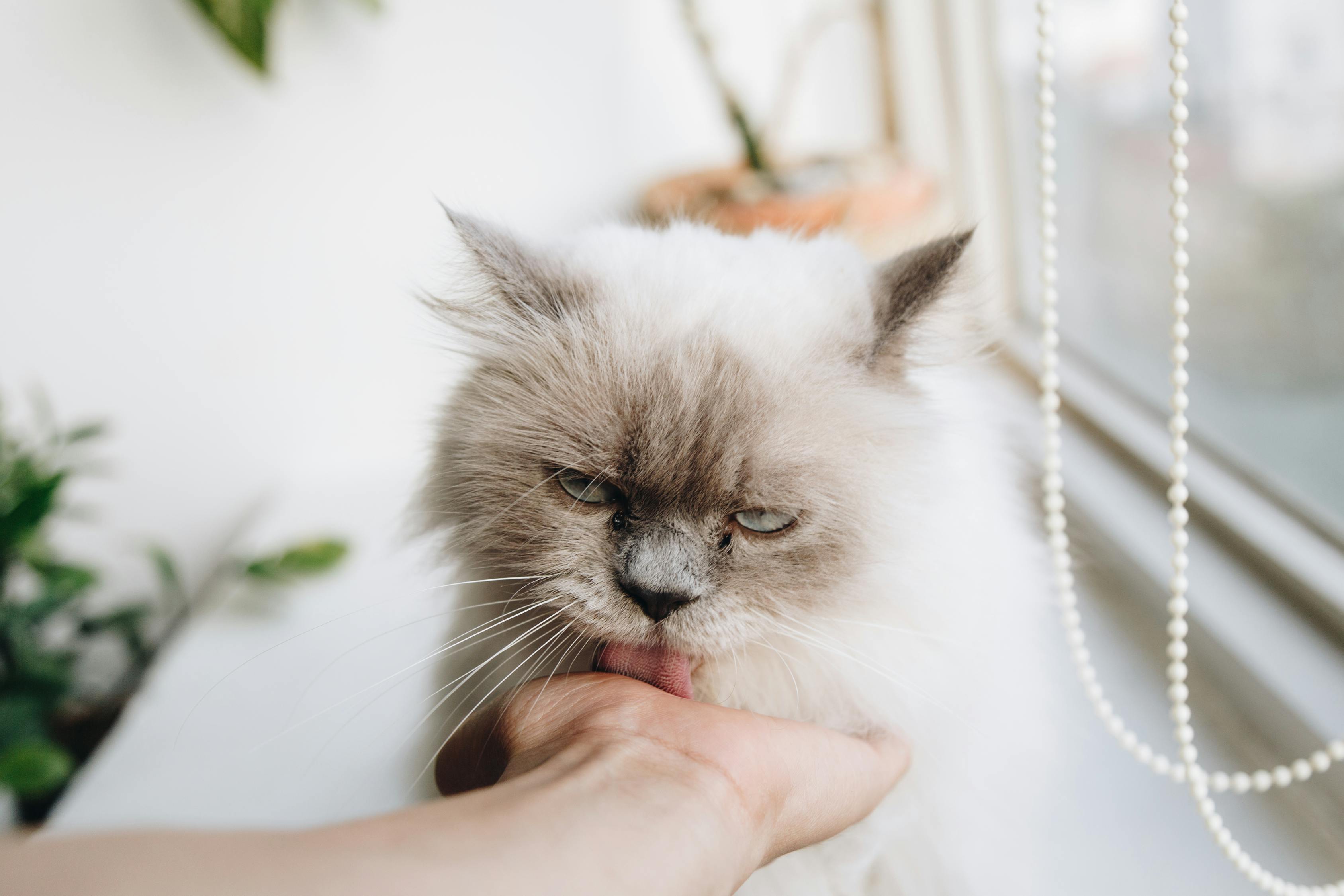 特馬就是三來送，買本掛歷九塊錢——揭秘生肖動物中的秘密